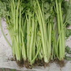 济阳崔寨大量供应绿色无公害芹菜