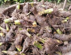荔浦芋头种子！槟榔芋种子大量提供！2.5元斤