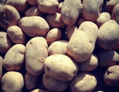 黄心V7精品土豆:薯型超漂亮表皮超光滑，商超专用，适合高端市