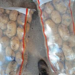 白心226大个土豆:颜色薯型个头三优产品。