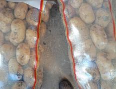 白心226大个土豆:颜色薯型个头三优产品。