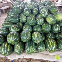 长合公司855皮二花瓜代办，大公司有保障