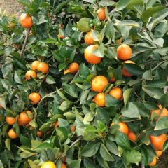 供应大量优质沙塘桔，沃柑