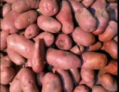 红皮土豆:川引、雪川红、青薯九号。微电:腰五腰零三二四，六久巴腰。