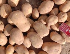 精品v7土豆，薯型超漂亮芽眼特浅，商超专供。