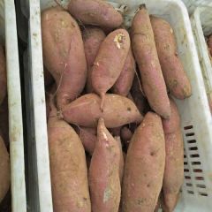 泗水窖藏红薯大量出售！