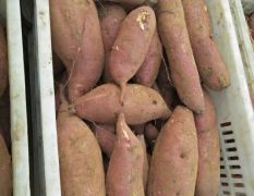 泗水窖藏红薯大量出售！