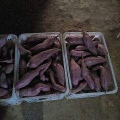 泗水窖藏徐薯18 大量出售！