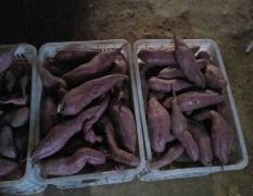 泗水窖藏徐薯18 大量出售！