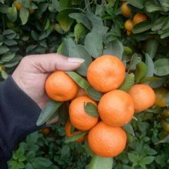 广西崇左市江州区砂糖橘开始大量上市中