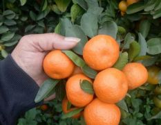 广西崇左市江州区砂糖橘开始大量上市中