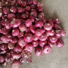 金乡大洋葱，便宜大处理，无烂无坏！