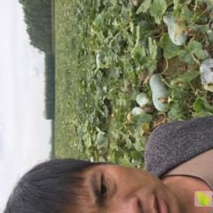 十五斤起步的高品质白冬瓜