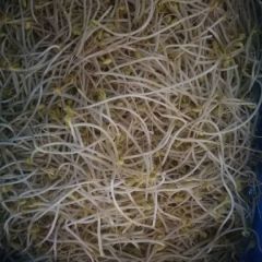 天然无公害豆芽招武汉周边代理