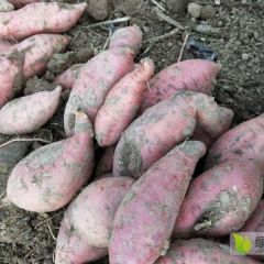 桓台县自家产西瓜红地瓜，好吃实惠，请电话联系