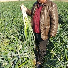 樊集乡钢葱基地