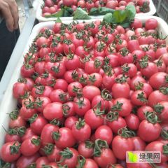 2021莘县千禧圣女果！量大质优！果色好