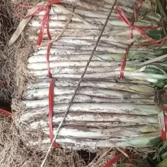 沙地长白大葱，位于漳河北岸