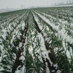 河南南阳新野大葱代办