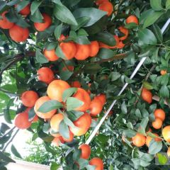 荔浦沙糖桔，代办服务