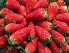 奶莓，甜宝草莓，大量上市批发欢迎电商，老板下单