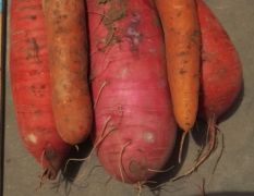 自家种植，提供各种红萝卜和水萝卜