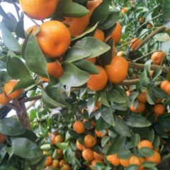 盖膜砂糖橘欢迎订货过年