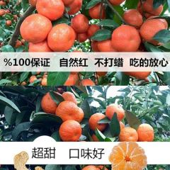 广西荔浦优质沙糖桔大量出售