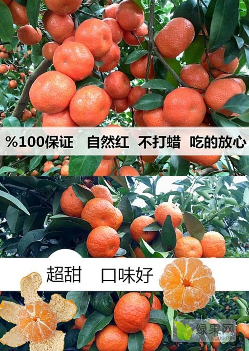 2019年广西荔浦沙糖桔价格