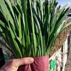 常年代收各种瓜果蔬菜