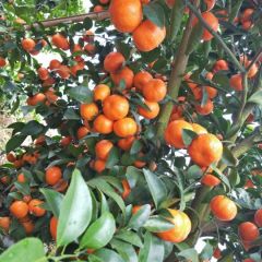 专业代办广西来宾象州县砂糖桔为广大果商寻找果源