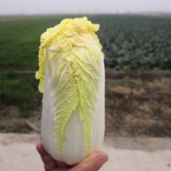 娃娃菜，湖北晶玉蔬菜联社