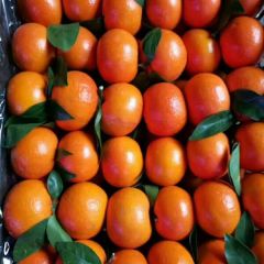 广西大量供应沃柑