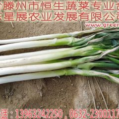 山东滕州大葱代办代收13963242250