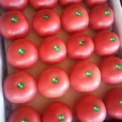 宁城县大城子万亩温室西红柿火热上市