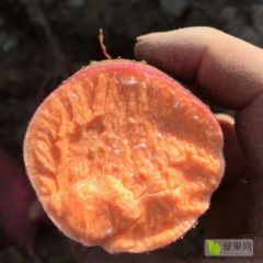 衡水红皮红心烟薯二五