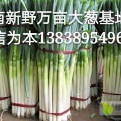 河南万亩优质大葱大量销售
