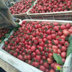 圣女果千禧果粉贝贝（马颊河大市场）