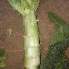 我们这里的莴苣质量好价格随行就市