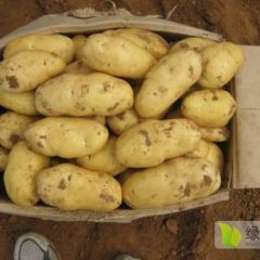 冷库大量低价出售土豆，质量保证