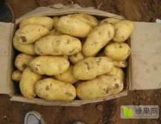 冷库大量低价出售土豆，质量保证
