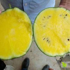 经典小蓝礼品西瓜种子