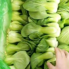 油菜。货源充足，价格稳定。