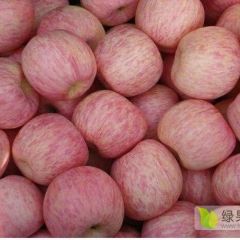 红富士苹果 购销基地住专业配车