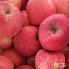陕西洛川红富士，名不虚传。