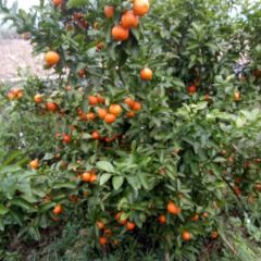 本人是种养专业户:现有沙糖橘10亩，农药残留检测合格