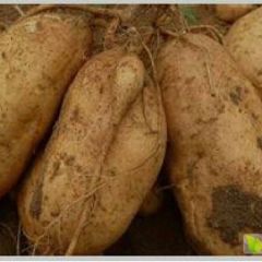 山东蒙阴常年供应优质老黄皮地瓜