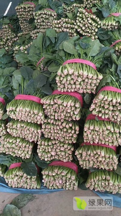 2019年山东东昌府大叶菠菜价格
