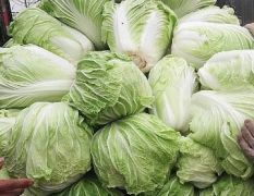 东昌府常年大量供应优质蔬菜