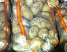 大量供应各种规格的荷兰15土豆